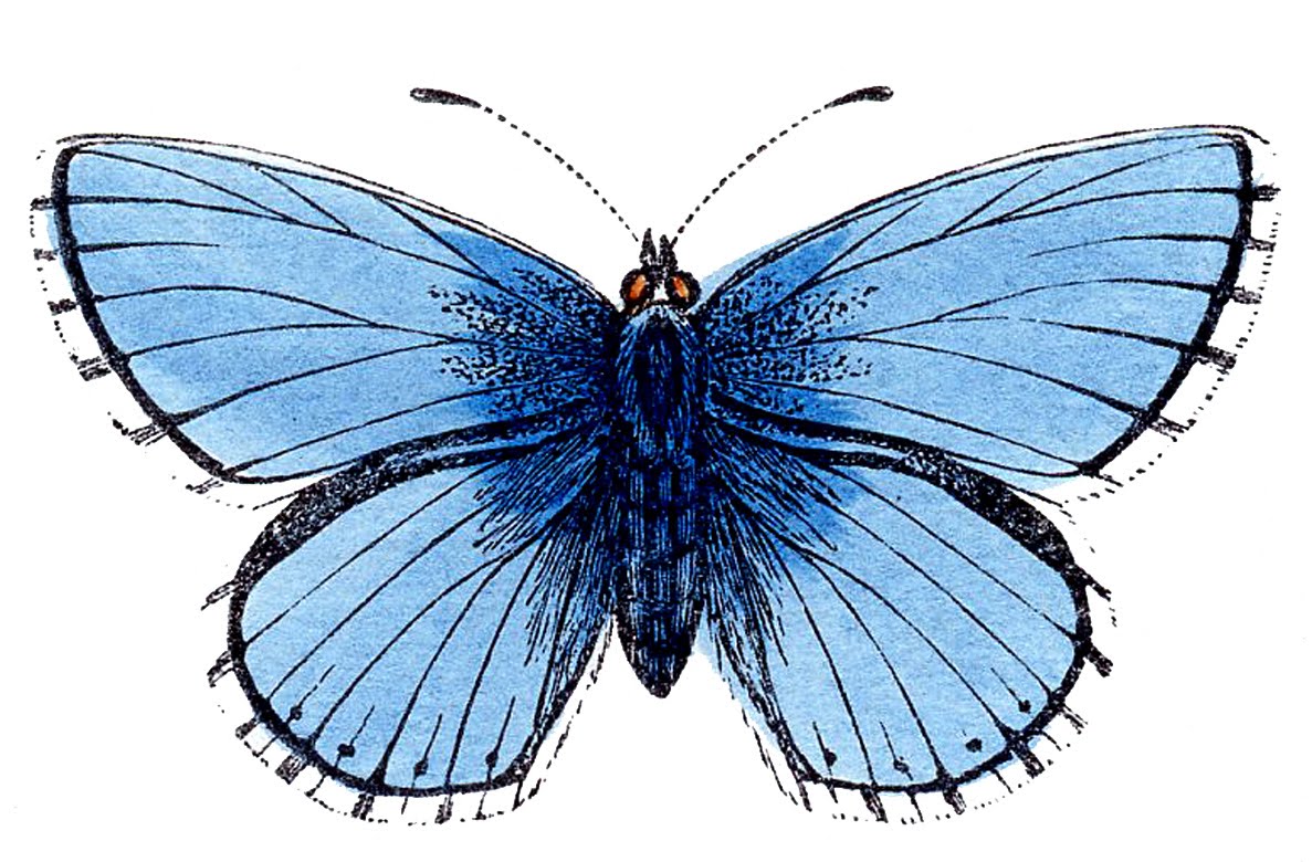 Free Real Butterfly Cliparts, Download Free Real Butterfly Cliparts png