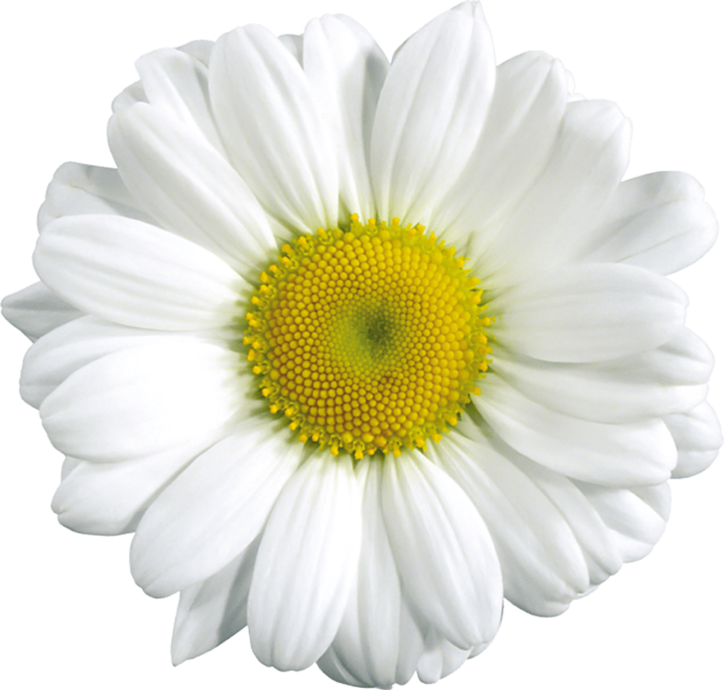 Free Daisy Flower Cliparts, Download Free Daisy Flower Cliparts png