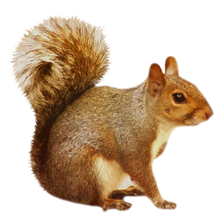 Free Squirrel Transparent, Download Free Squirrel Transparent png
