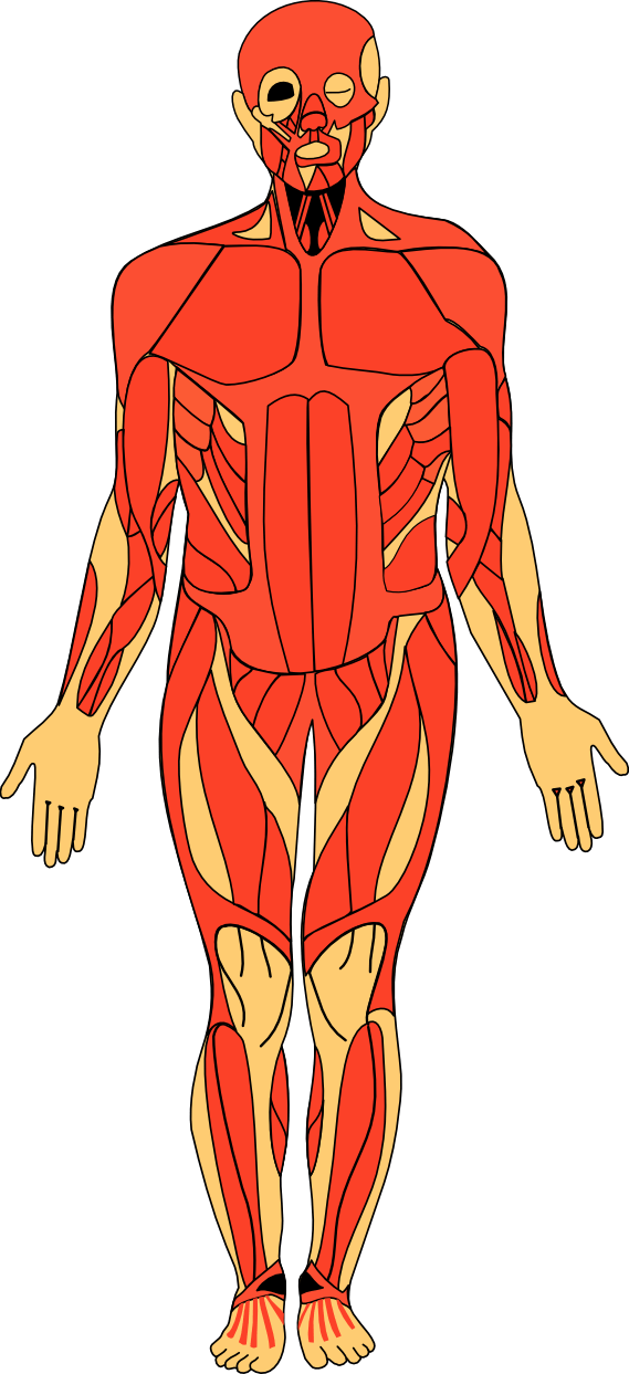 Free Human Anatomy Cliparts, Download Free Human Anatomy Cliparts png