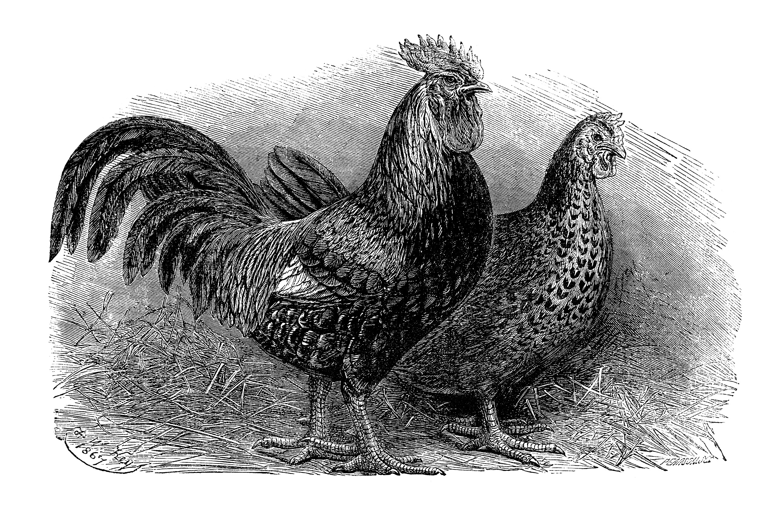 Free Vintage Farm Cliparts, Download Free Clip Art, Free Clip Art on