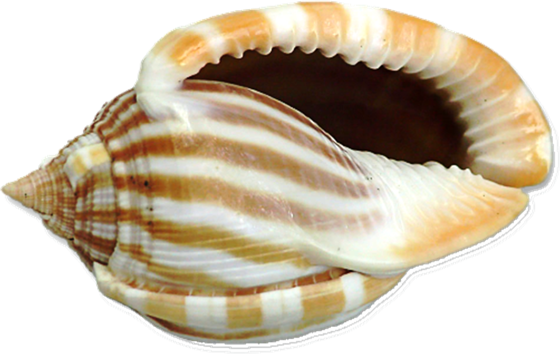 shell clip art Clip Art Library