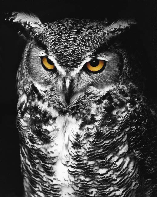 Black And White Owl Pictures