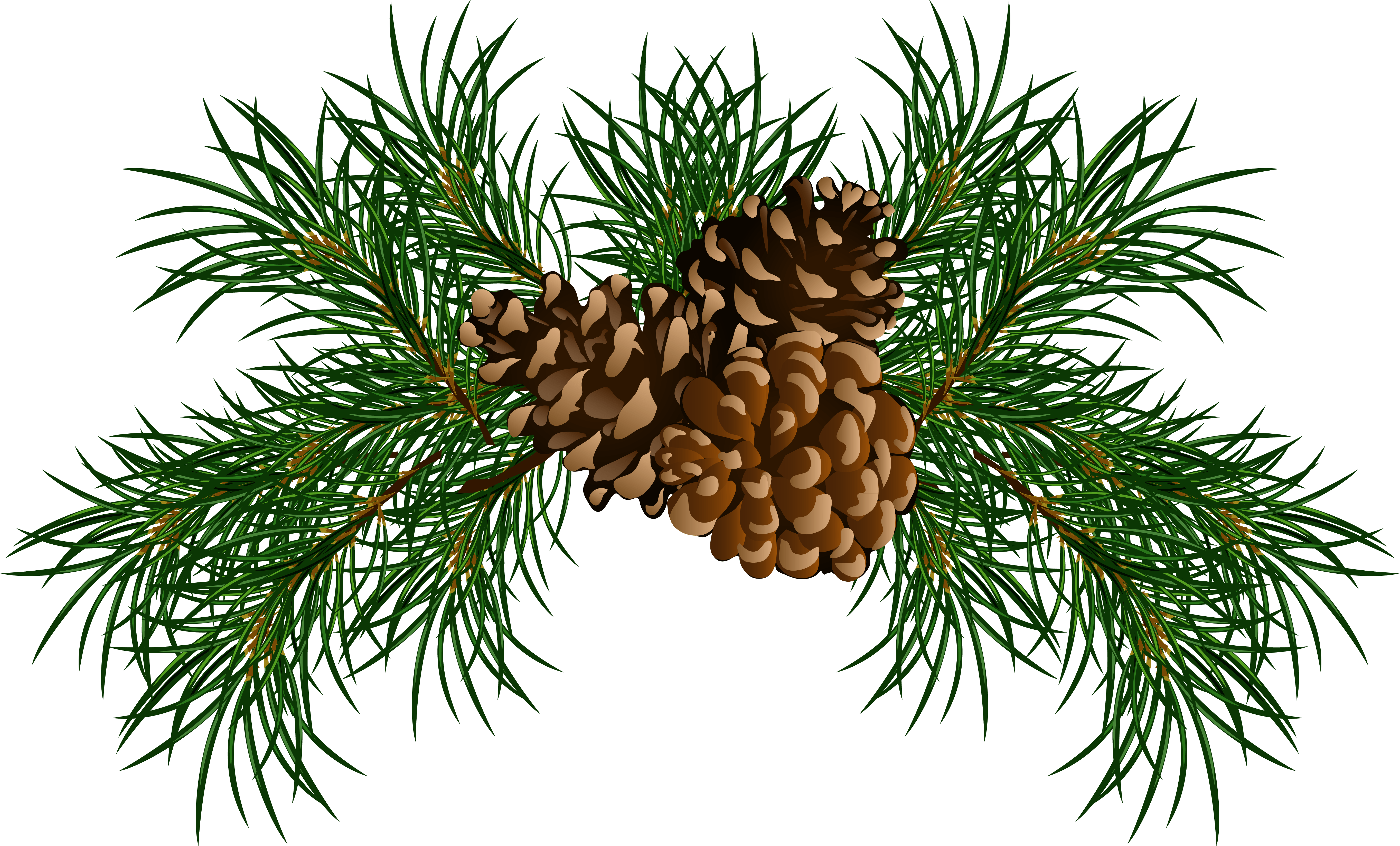 transparent pine cone clip art Clip Art Library