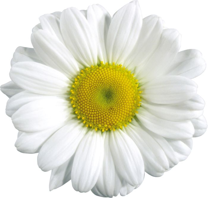 Free Cliparts Real Flowers, Download Free Cliparts Real Flowers png