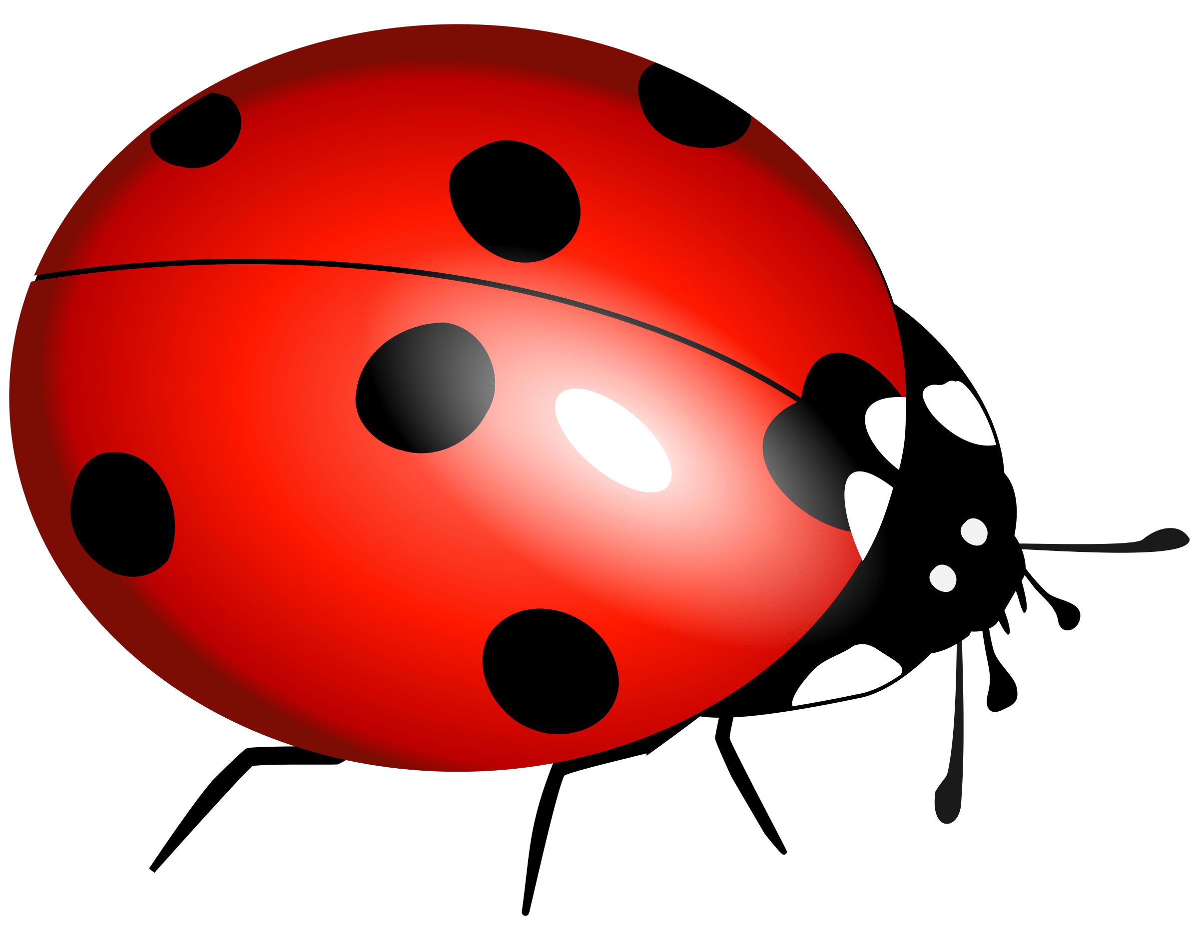 Free Free Ladybug Cliparts, Download Free Free Ladybug Cliparts png