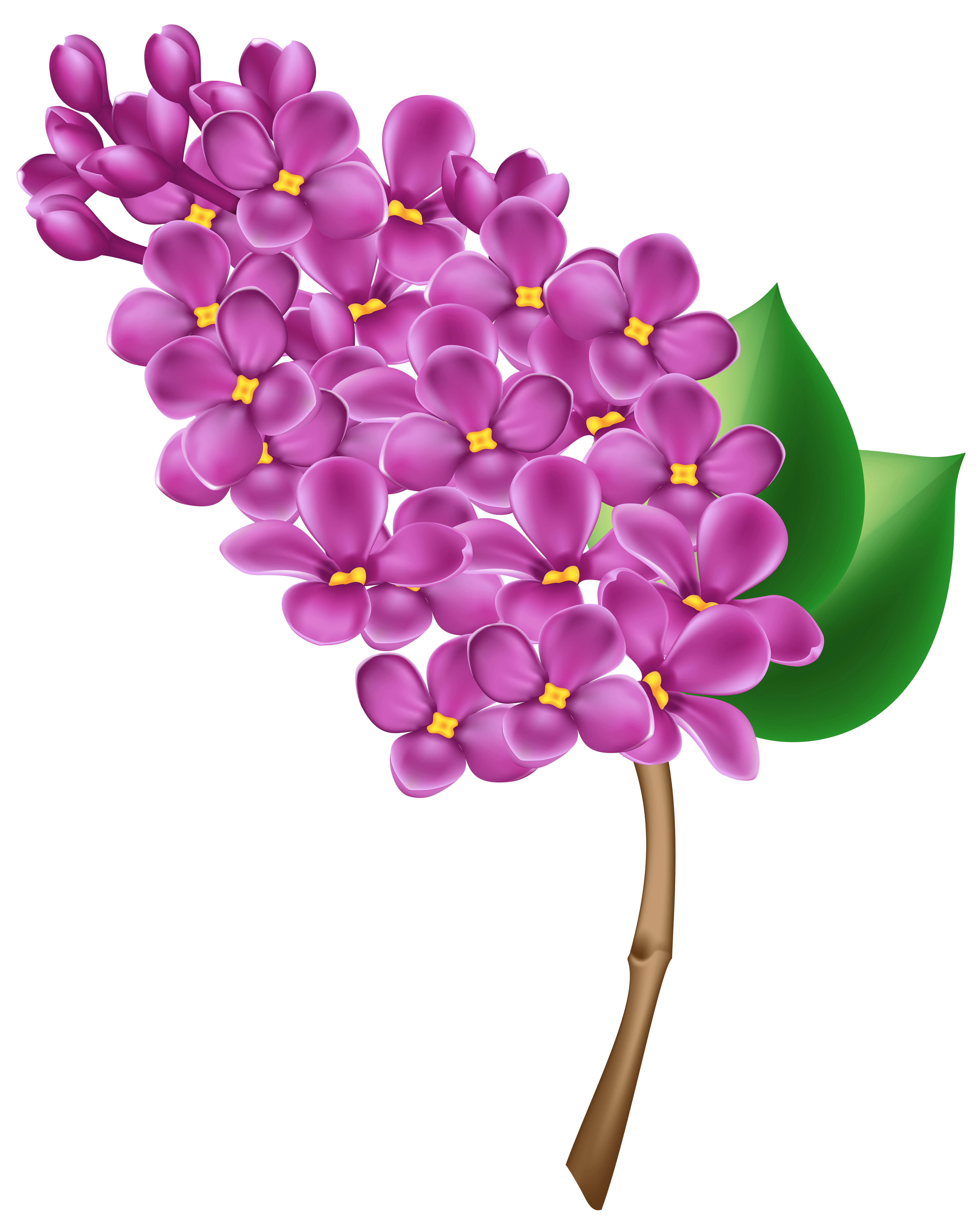 Free Lilac Flower Cliparts, Download Free Lilac Flower Cliparts png
