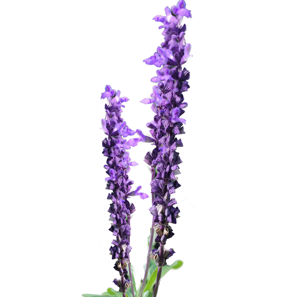 Free Lavender Cliparts Free, Download Free Lavender Cliparts Free png images, Free ClipArts on