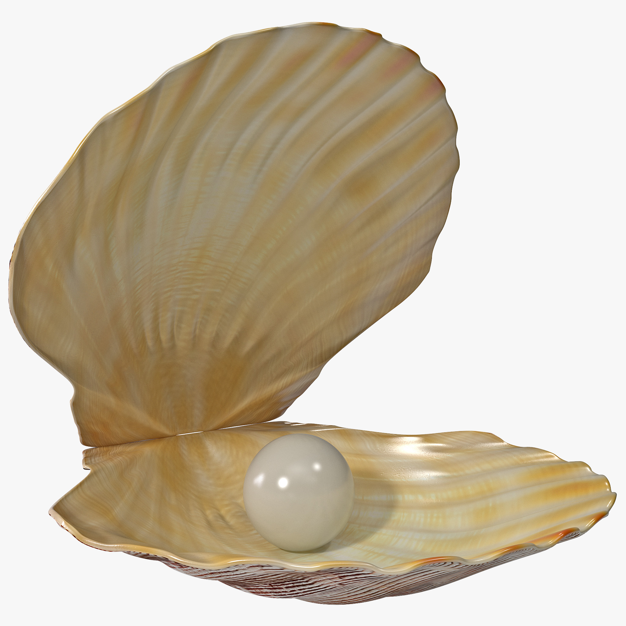 Free Pearl Shell Cliparts, Download Free Pearl Shell Cliparts png