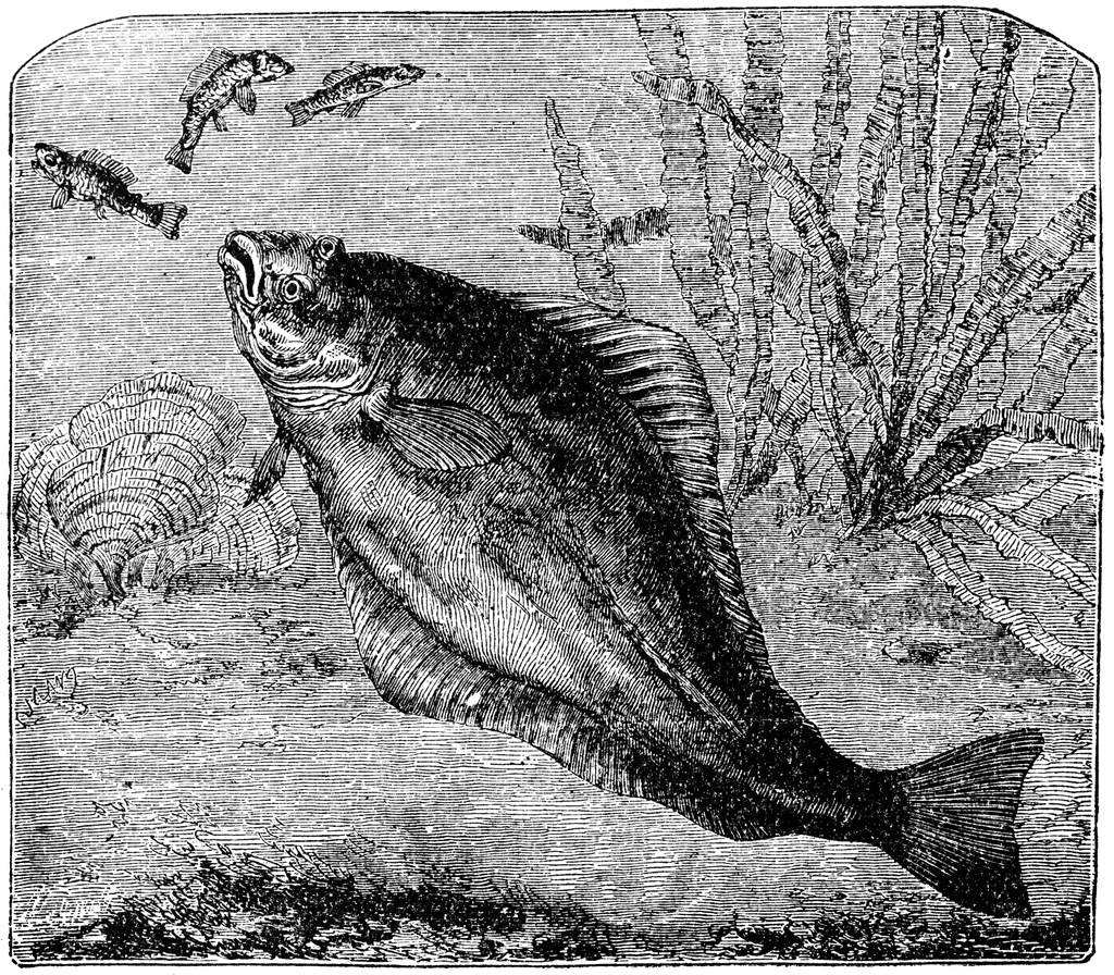 Free Halibut Cliparts, Download Free Halibut Cliparts png images, Free
