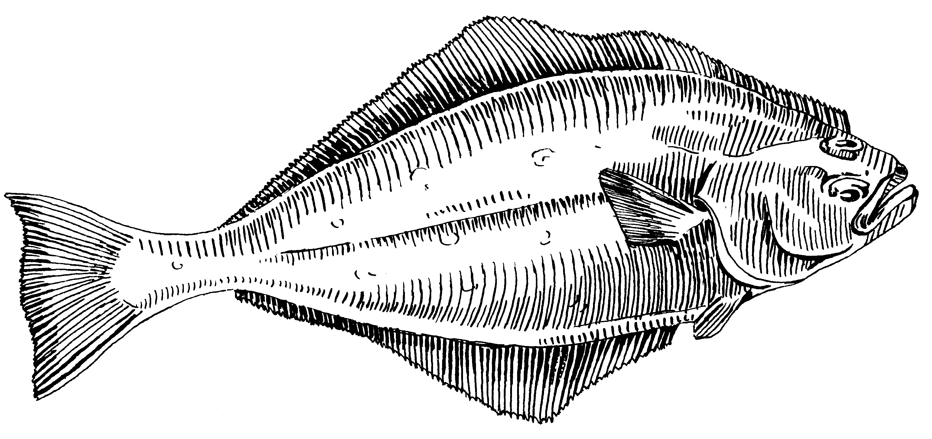 Free Halibut Cliparts, Download Free Halibut Cliparts png images, Free