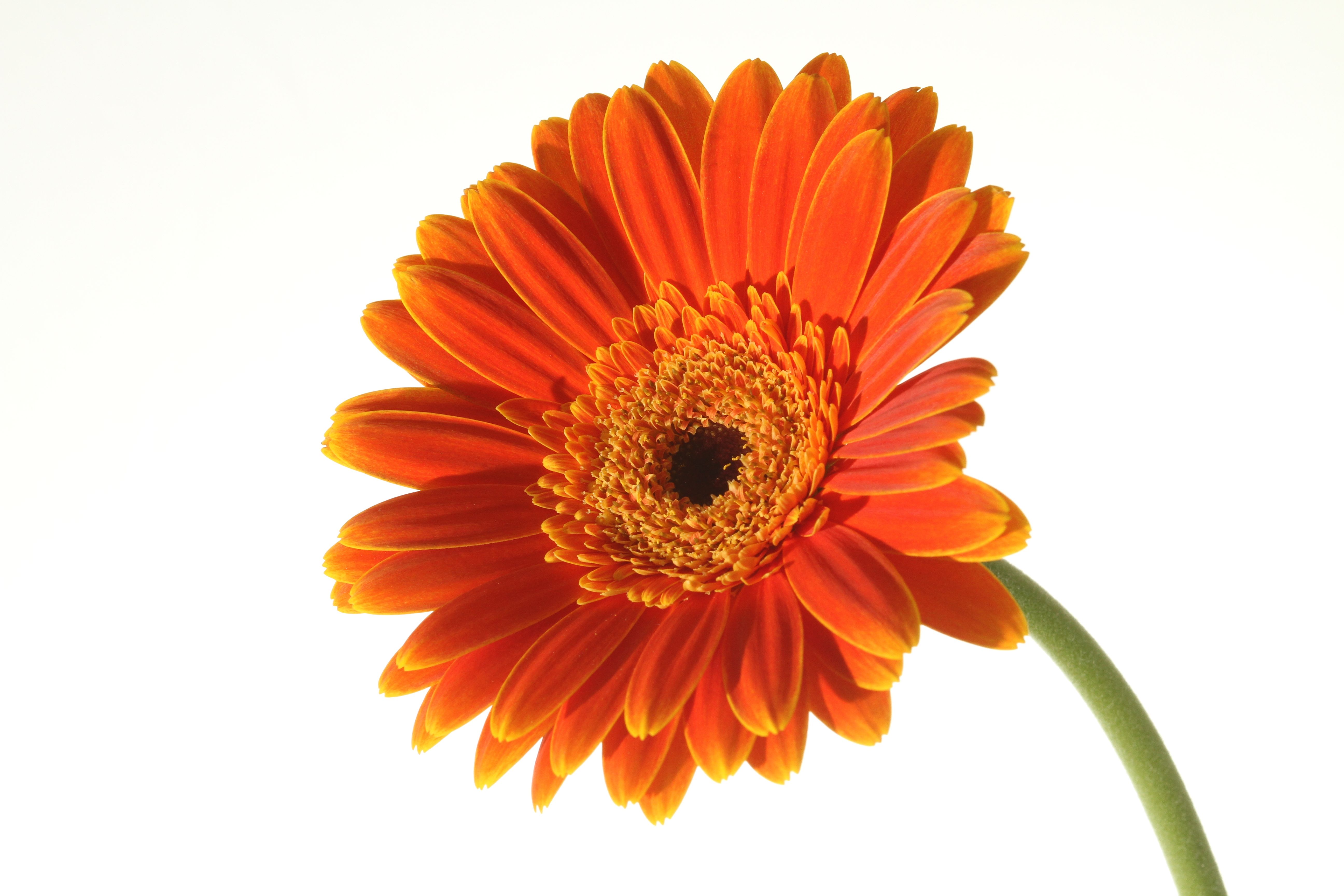 Free Gerbera Daisy Cliparts, Download Free Gerbera Daisy Cliparts png