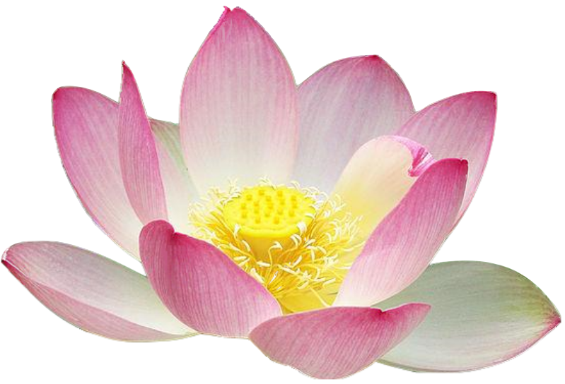 Free Lotus Blossom Cliparts, Download Free Lotus Blossom Cliparts png