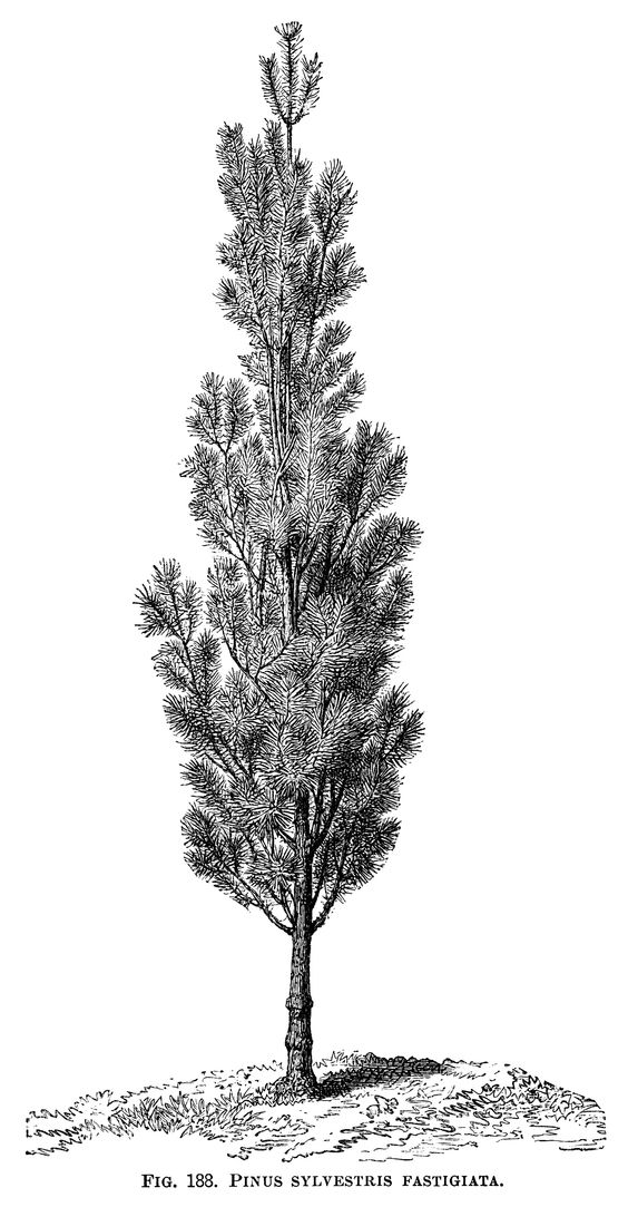 Free Tree Illustration Black And White, Download Free Tree Illustration