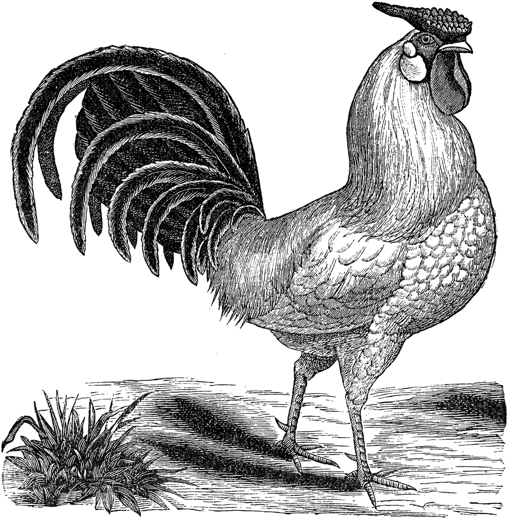 Free Victorian Animal Cliparts, Download Free Victorian Animal Cliparts