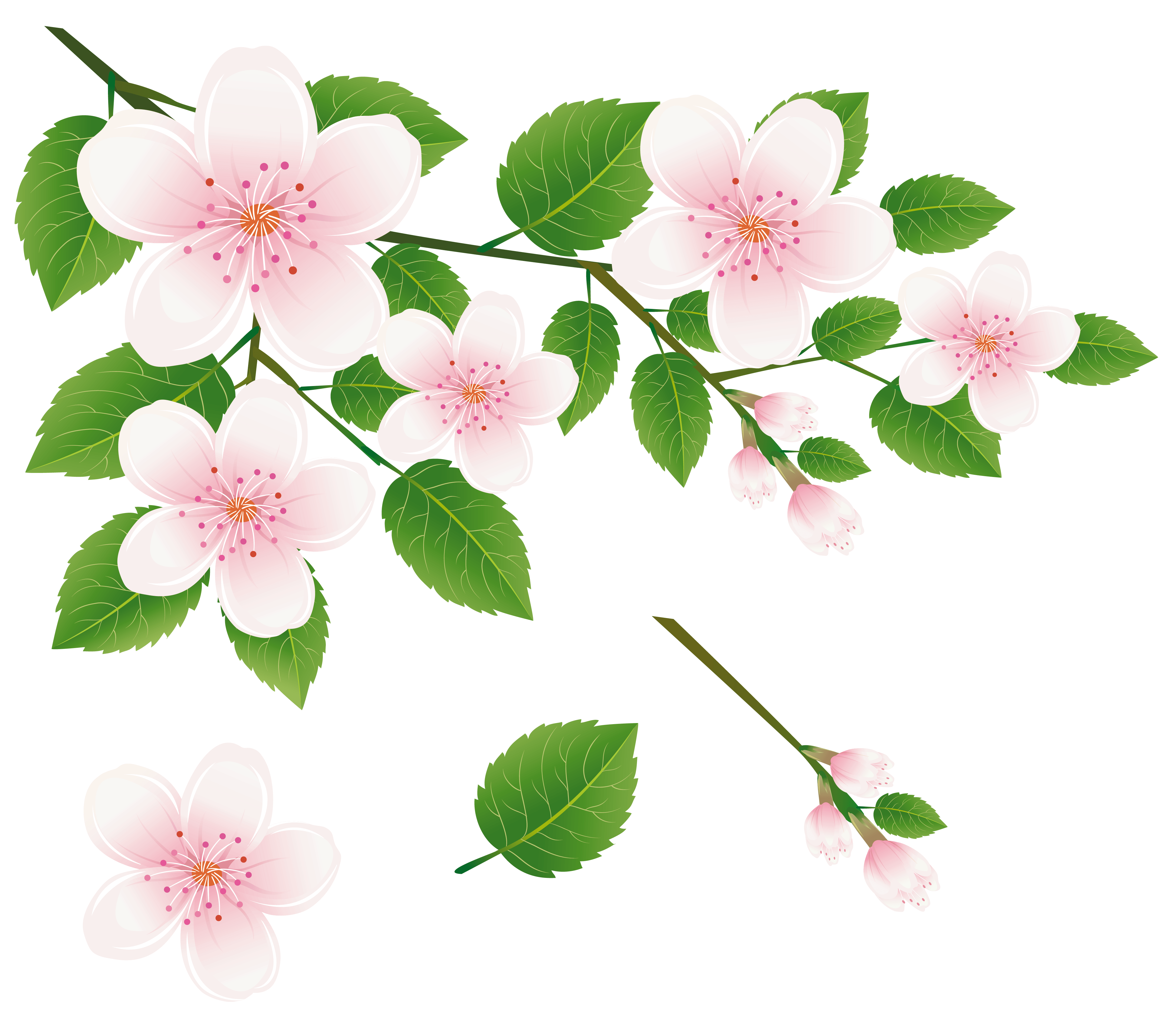 Spring Tree Branch with Flowers PNG Clipart Picture Clip Art Library