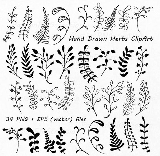 Free Herbal Leaf Cliparts, Download Free Herbal Leaf Cliparts png