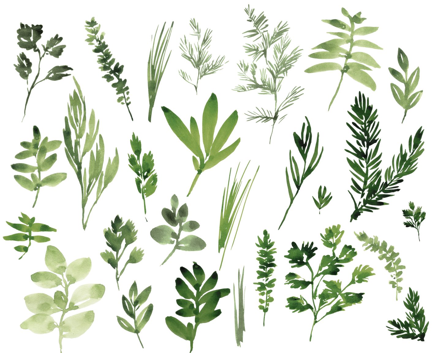 Free Herbal Leaf Cliparts, Download Free Herbal Leaf Cliparts png