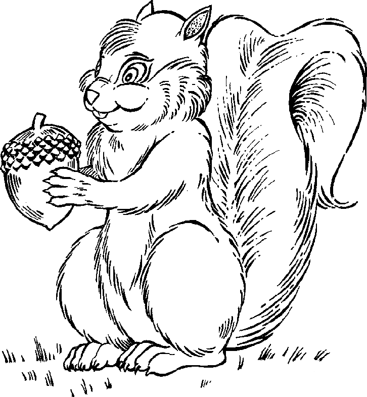 Free Black And White Squirrel Clipart, Download Free Black And White