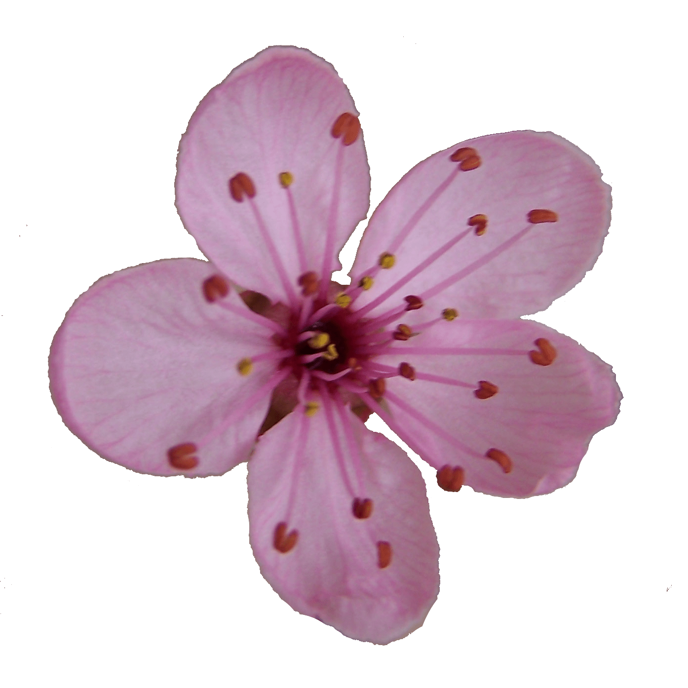 cherry blossom single flower Clip Art Library