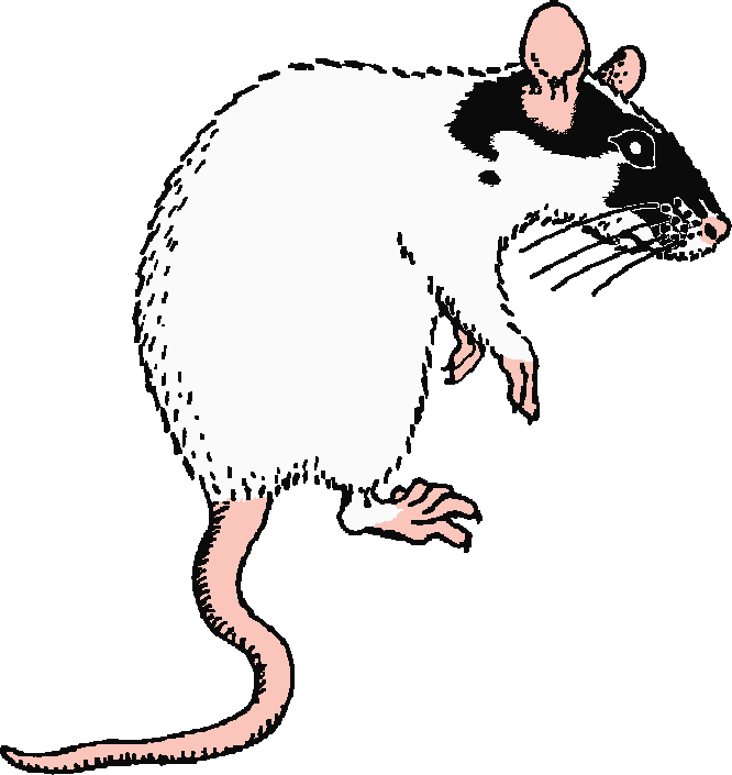 Free Rat Black And White Clipart, Download Free Rat Black And White