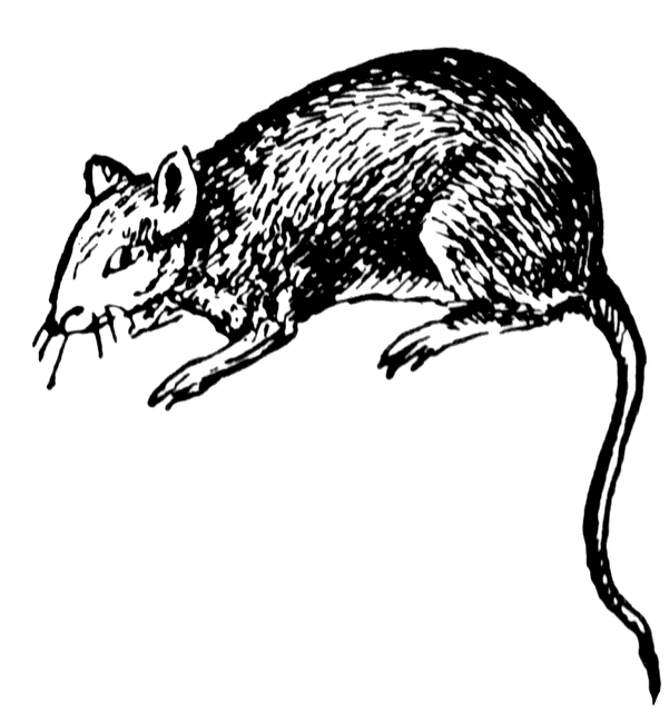 Free Black Rat Cliparts, Download Free Black Rat Cliparts png images