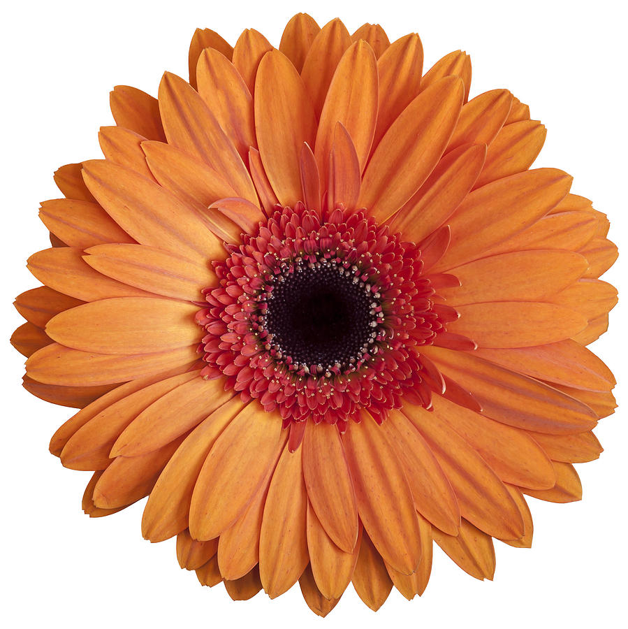 Free Gerbera Daisy Cliparts, Download Free Gerbera Daisy Cliparts png