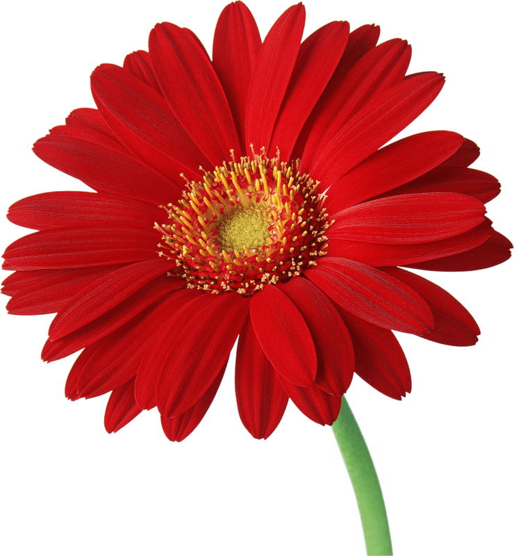 Free Gerbera Daisy Cliparts, Download Free Gerbera Daisy Cliparts png