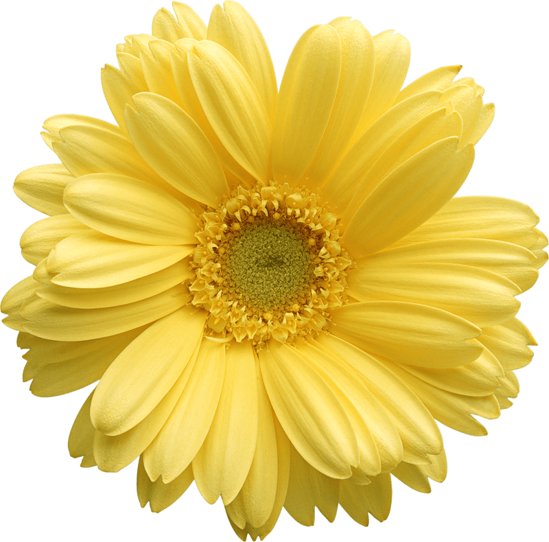 Free Gerbera Daisy Cliparts, Download Free Gerbera Daisy Cliparts png