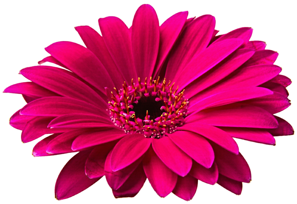 Free Gerbera Daisy Cliparts, Download Free Gerbera Daisy Cliparts png