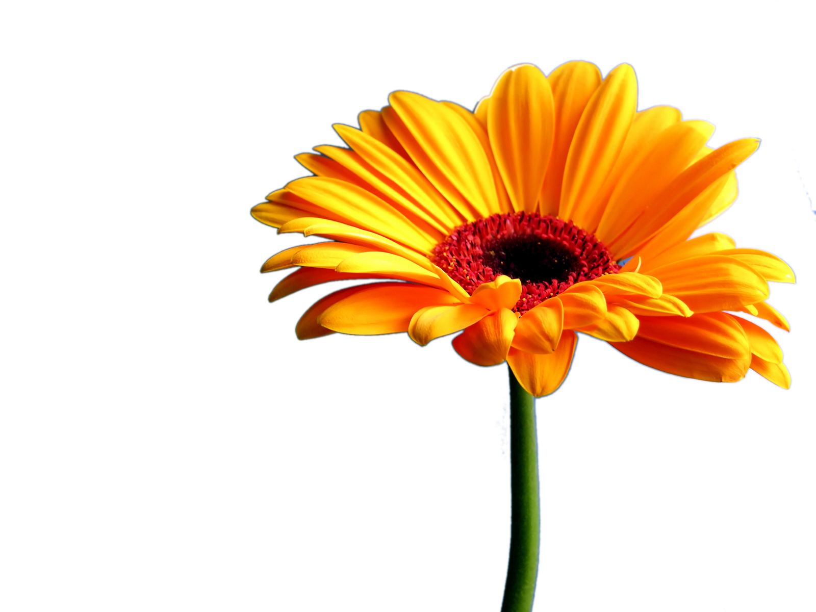 Free Gerbera Daisy Cliparts, Download Free Gerbera Daisy Cliparts png