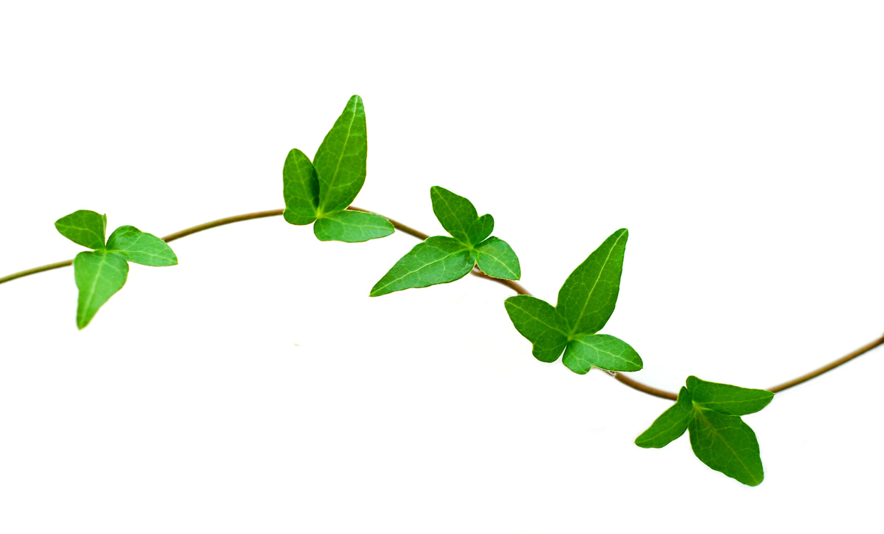 Free Leafy Branch Cliparts, Download Free Clip Art, Free Clip Art on