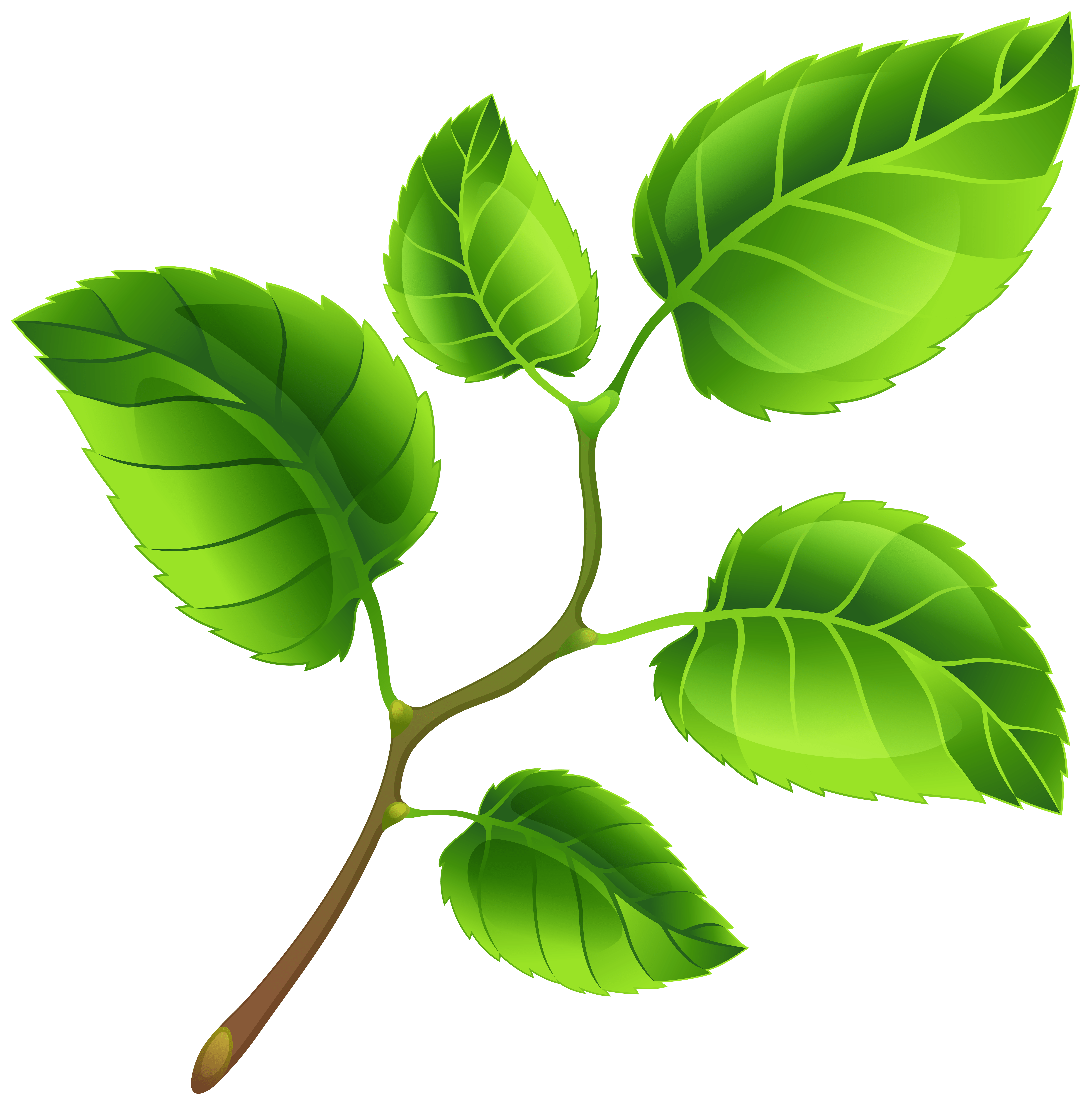 Free Green Branch Cliparts, Download Free Green Branch Cliparts png