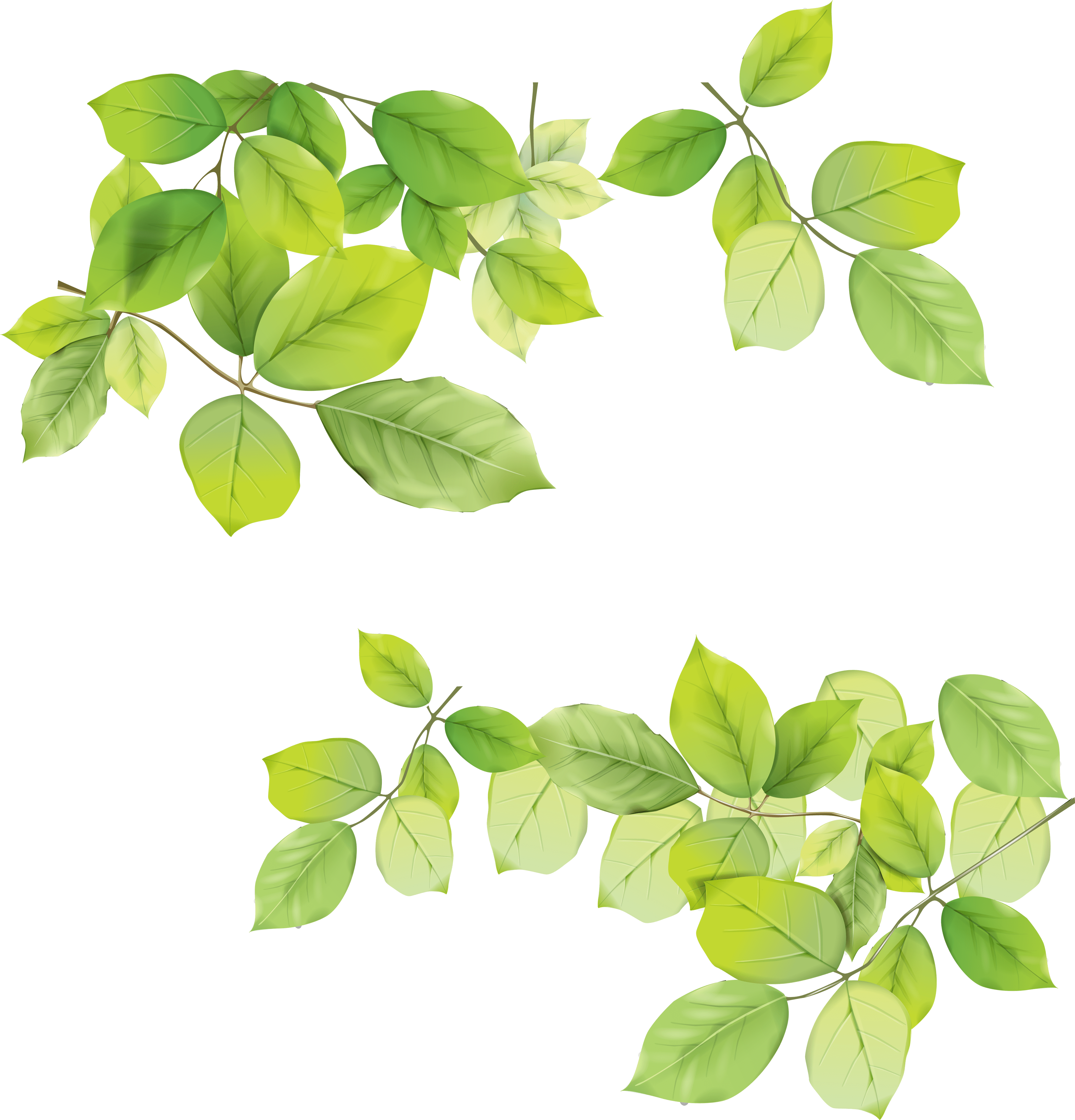 Free Green Branch Cliparts, Download Free Green Branch Cliparts png