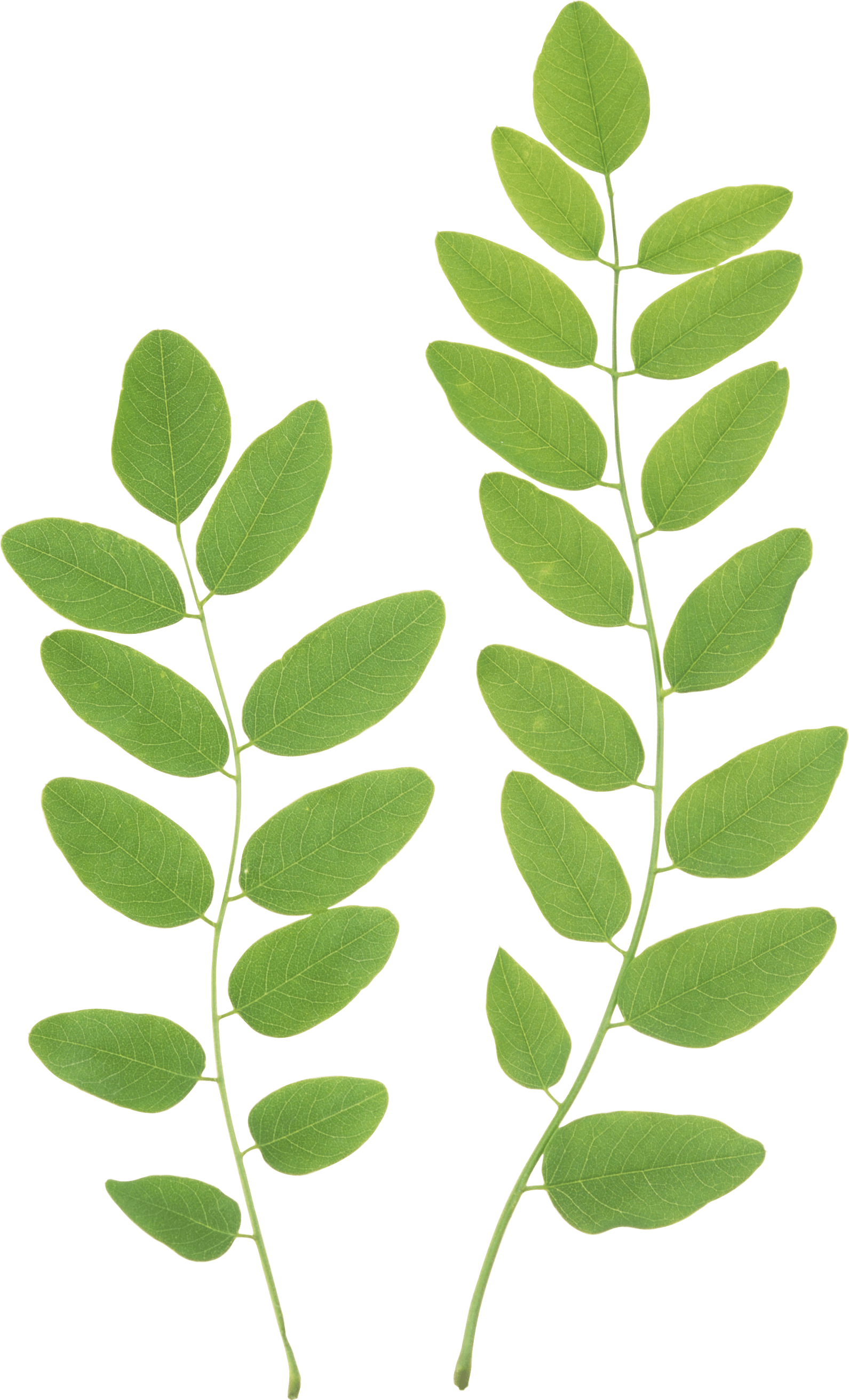 Free Green Branch Cliparts, Download Free Green Branch Cliparts png