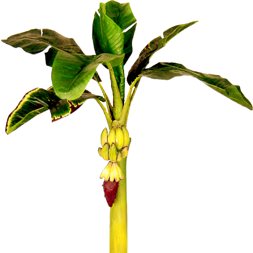 Free Banana Plant Cliparts, Download Free Banana Plant Cliparts png