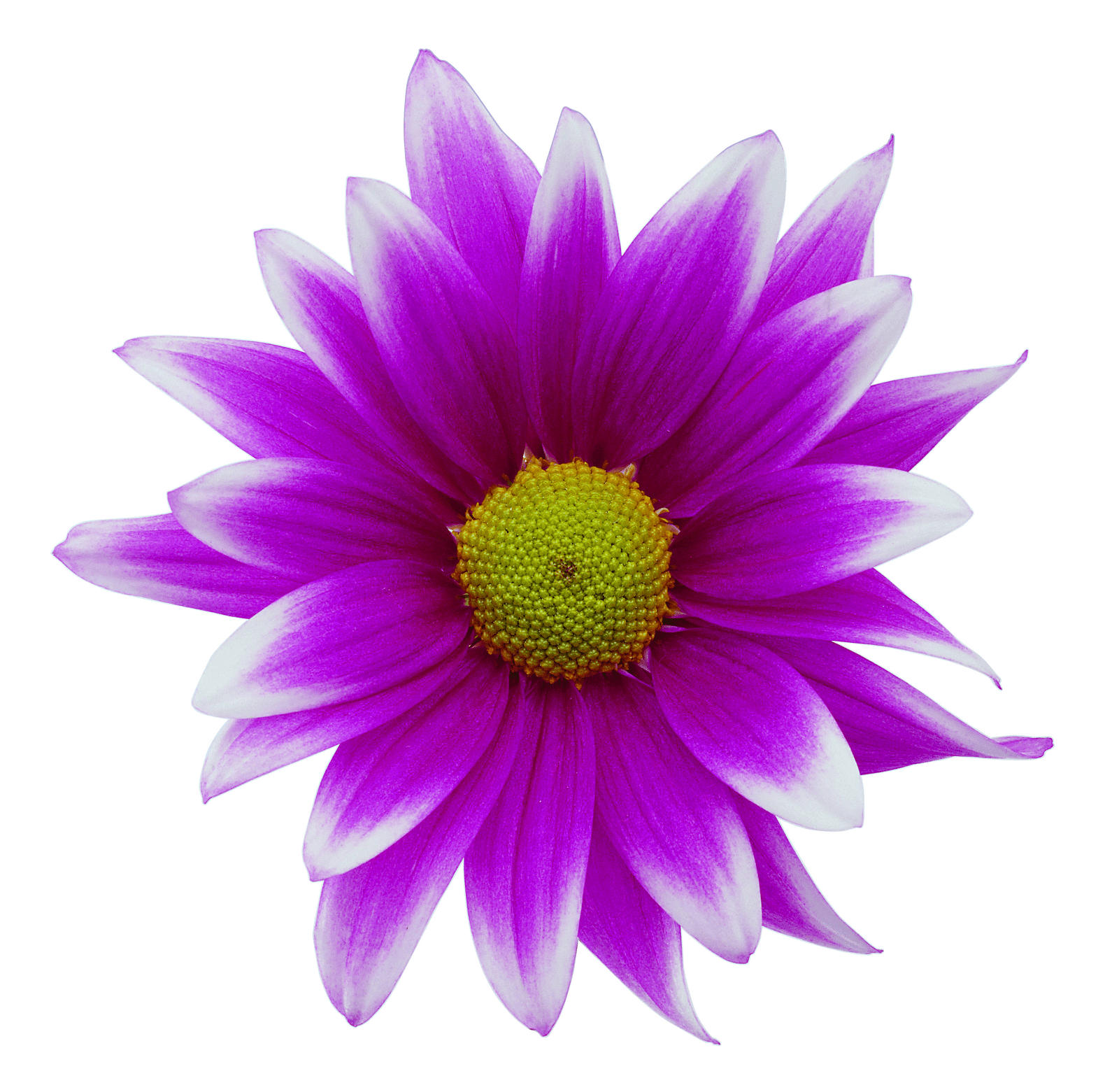 Free Purple Sunflower Cliparts, Download Free Purple Sunflower Cliparts