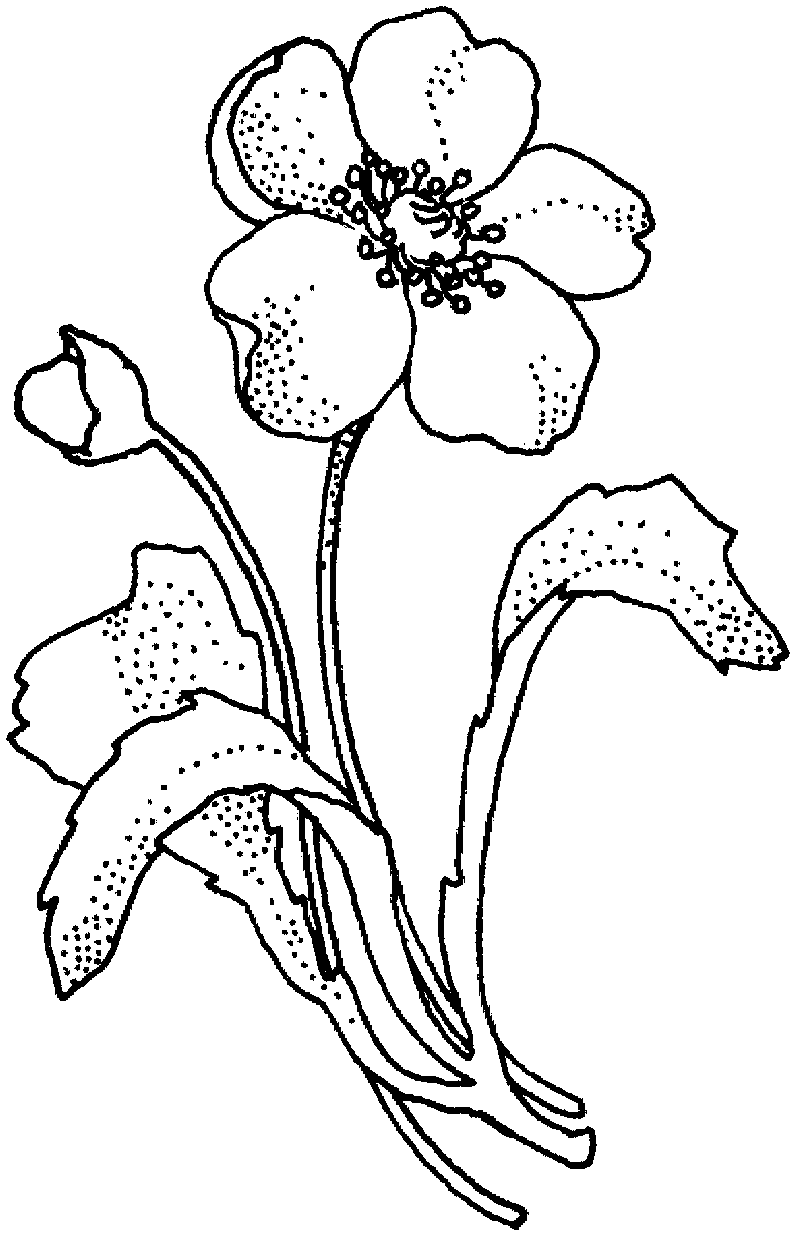 Arctic Flower Cliparts Free Download Clip Art Free Clip Art on