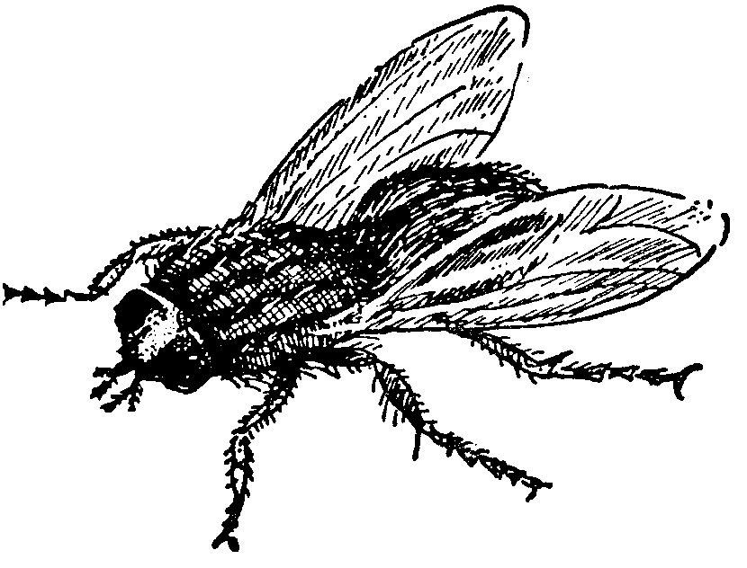 Free Black Fly Cliparts, Download Free Black Fly Cliparts png images