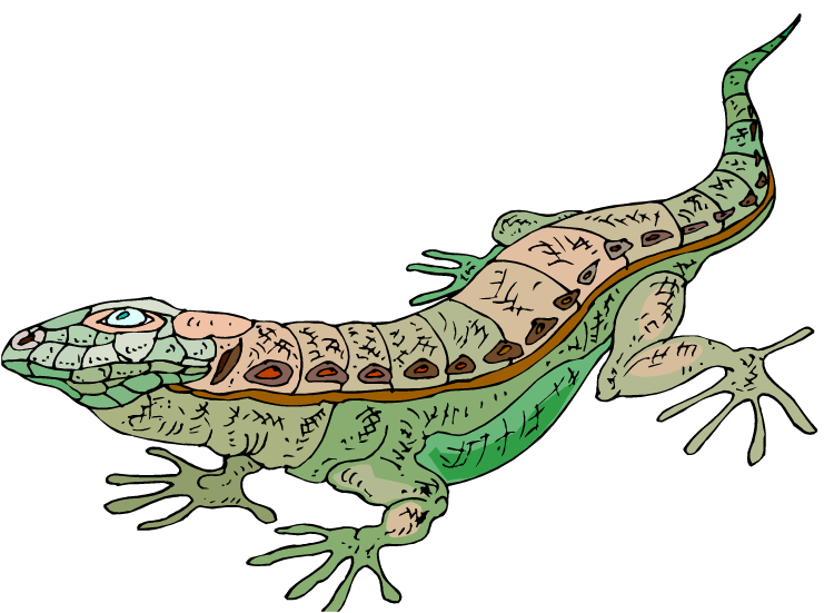 Free Horned Lizard Cliparts, Download Free Horned Lizard Cliparts png