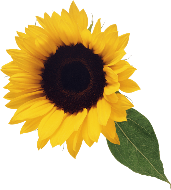 49+ Transparent Background Sunflower Clipart Pictures Alade