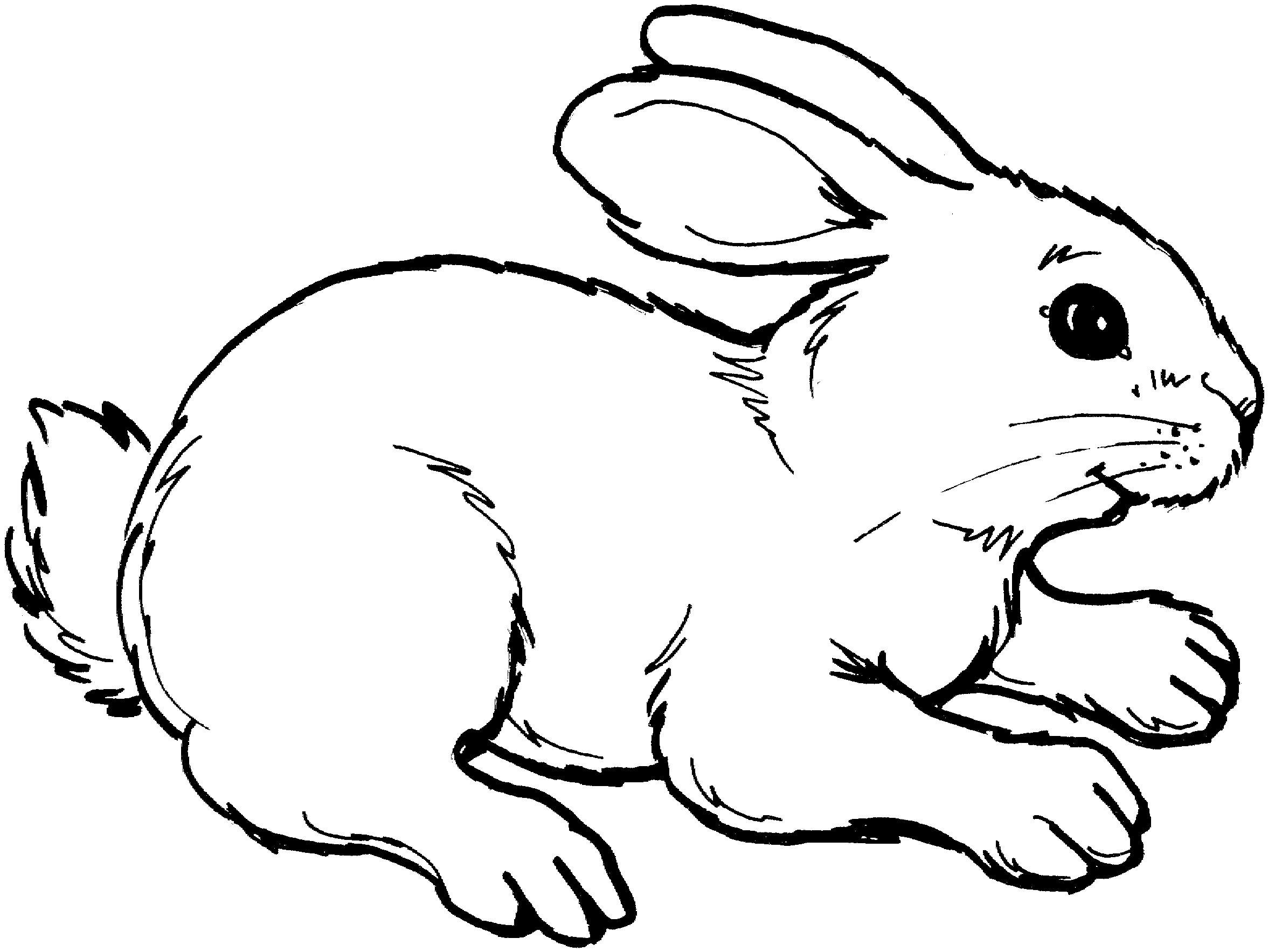 Free Snowshoe Hare Cliparts, Download Free Snowshoe Hare Cliparts png