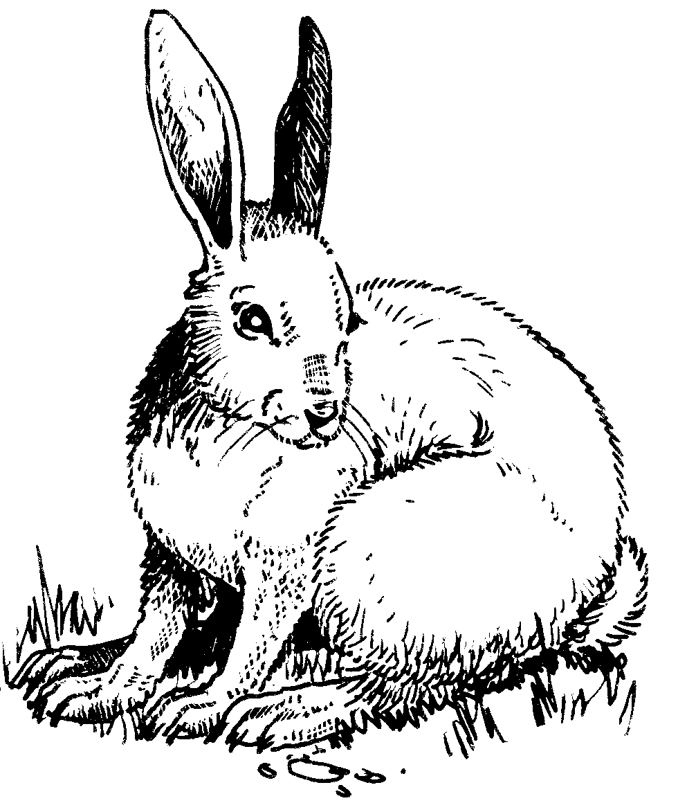 Free Snowshoe Hare Cliparts, Download Free Snowshoe Hare Cliparts png