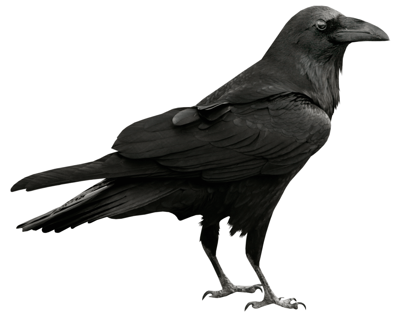 Free Black Raven Cliparts, Download Free Black Raven Cliparts png