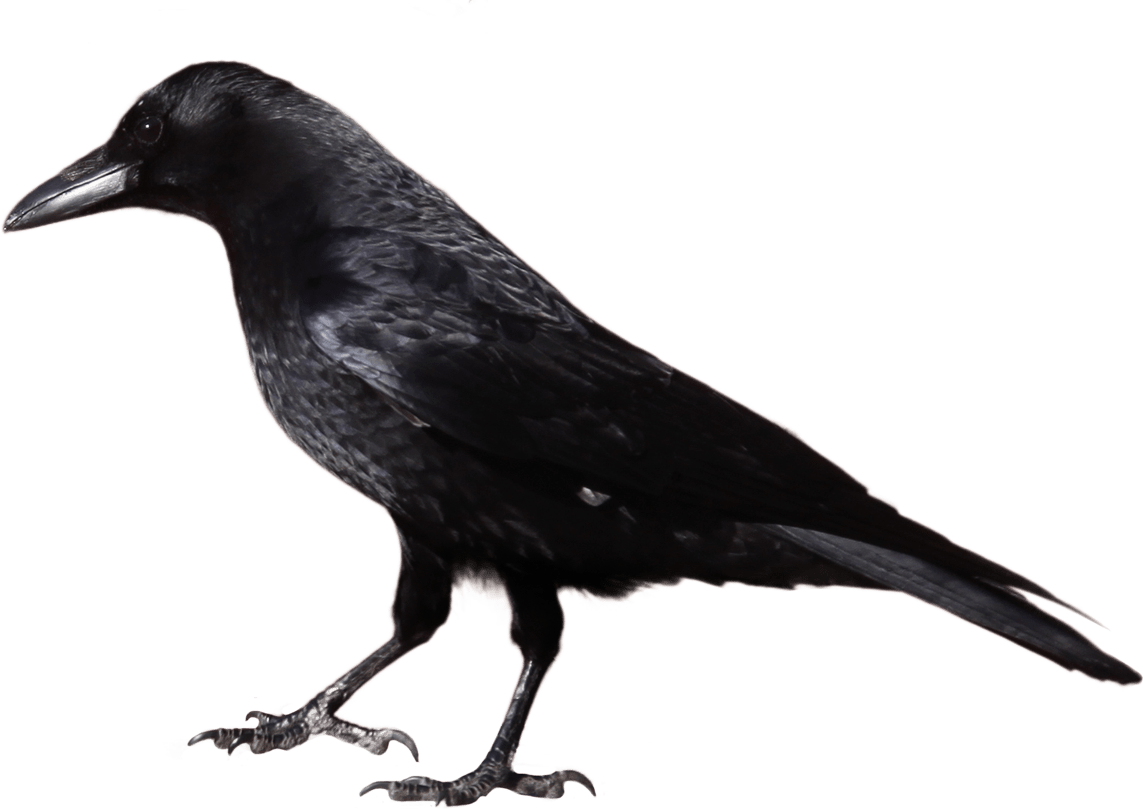 Free Black Raven Cliparts, Download Free Clip Art, Free Clip Art on