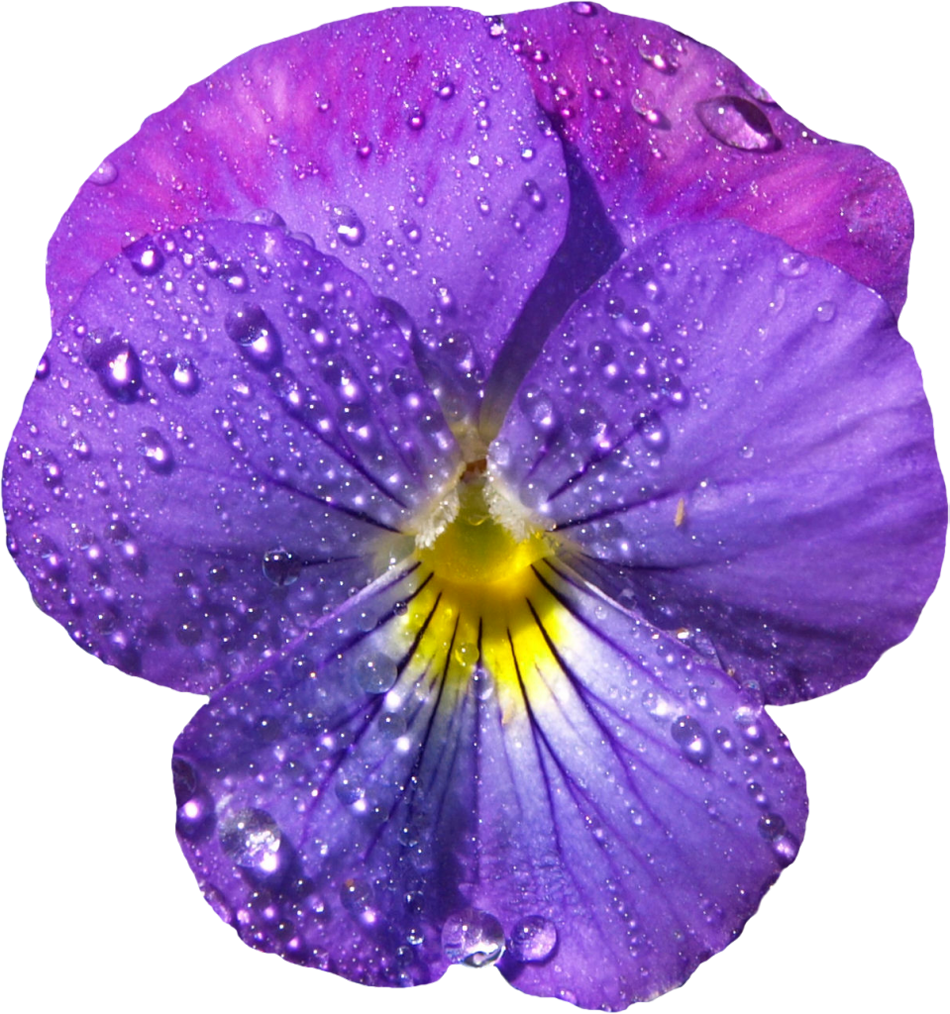 violet flower painting Clip Art Library