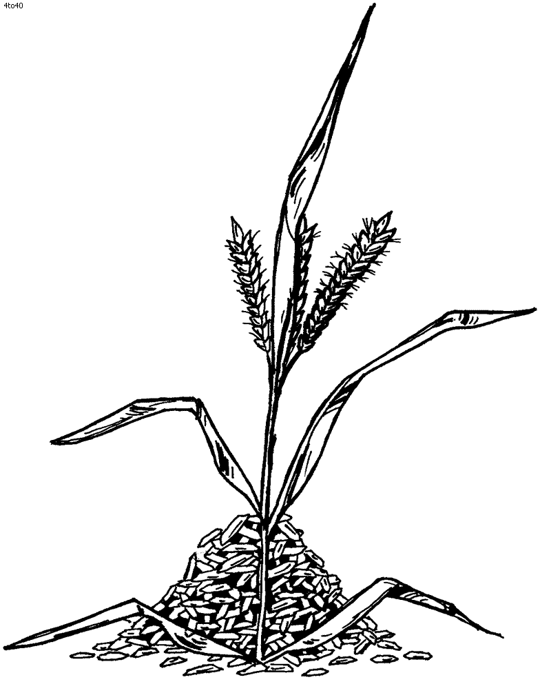 Coloring Pages and Images Get Coloring Rice Clipart Gif