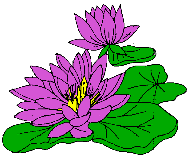 Free Water Lily Cliparts, Download Free Water Lily Cliparts png images