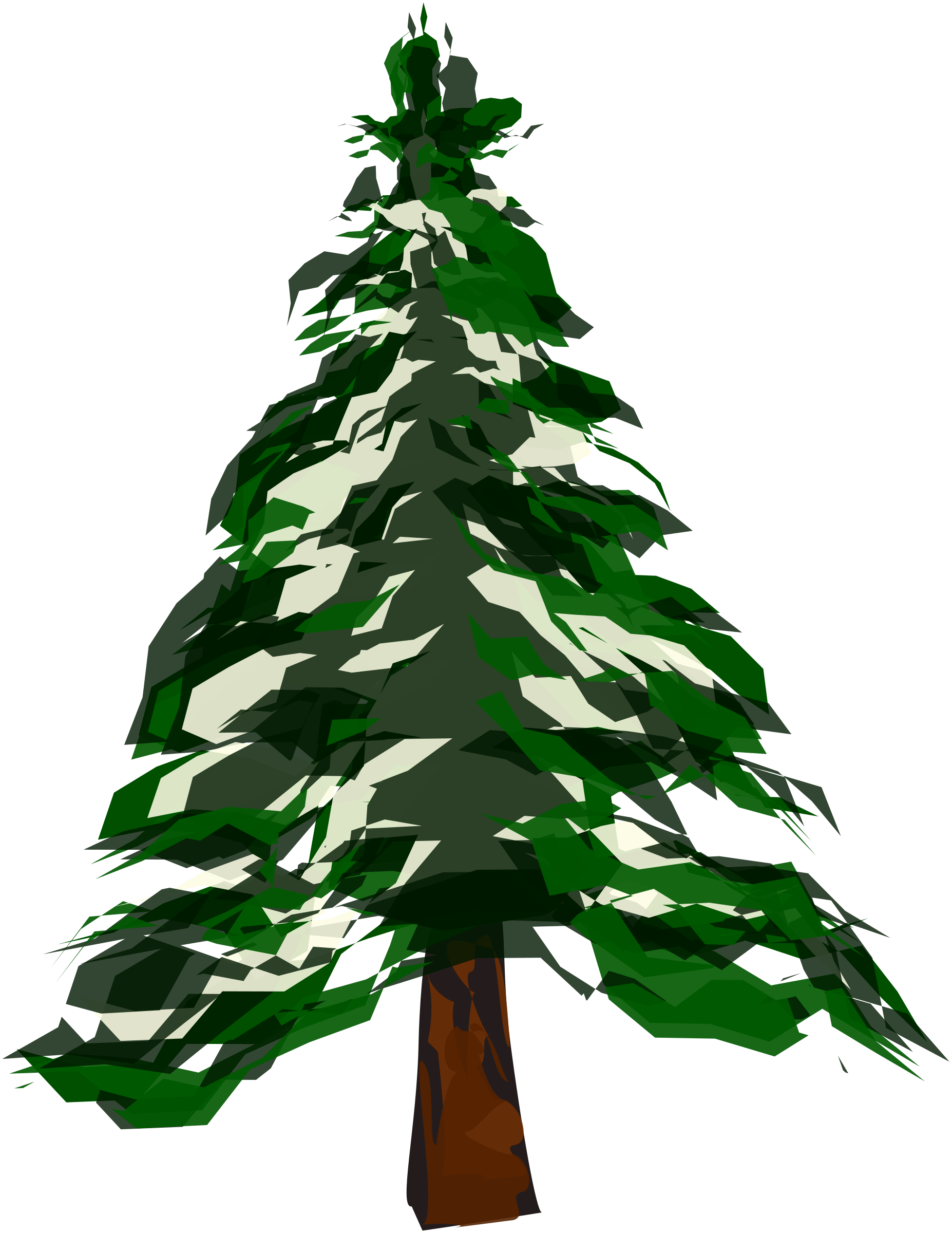 Fir Tree Pine Evergreen tree png download 477*1024 Free
