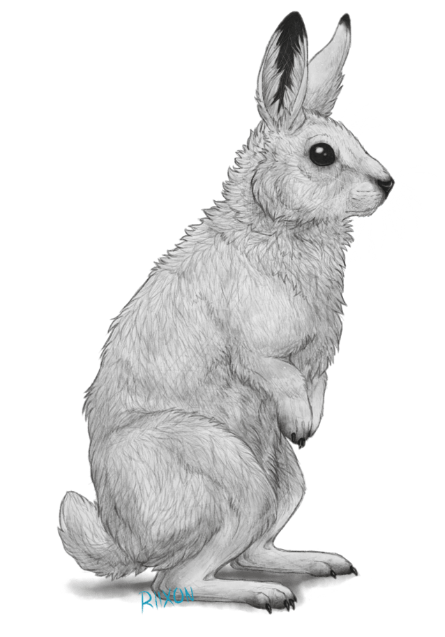Free Arctic Hare Cliparts, Download Free Arctic Hare Cliparts png